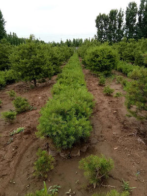 白皮松怎么種植?白皮松樹苗的種植管理技術