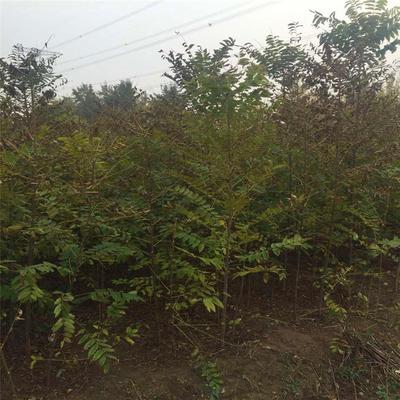 南北方種植香椿苗-振岳苗木-4年露天香椿樹苗-品種齊全