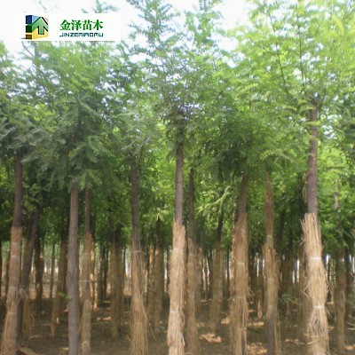 河北刺槐基地河北洋槐價格_河北保定博野金澤綠化苗木基地_商國互聯網