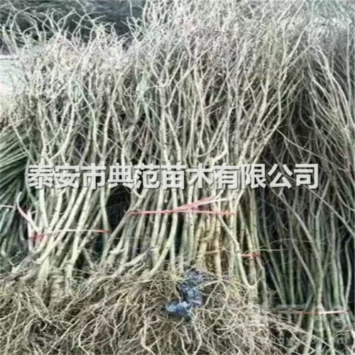 【石榴苗銷售、石榴樹苗種植區域】- 