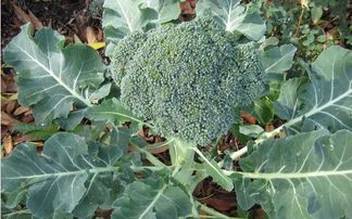 淮南農產品銷售 6種適合秋季種植的蔬菜,既容易種植又美味佳肴