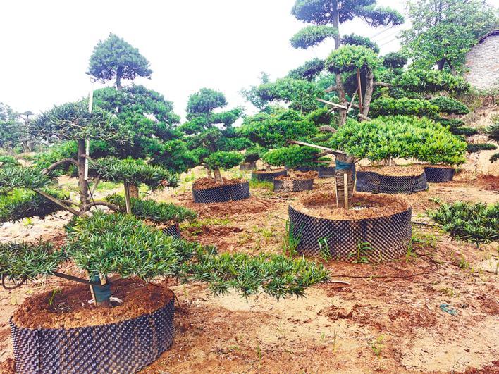 浙湘川魯苗商聚集 年銷售額超10億元 外地客商為何扎堆沙洋種苗木