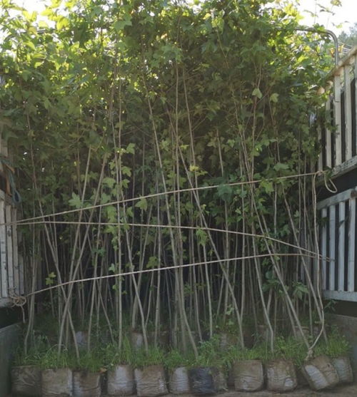 福新苗圃楓香地苗,寧河生產楓香小苗量大從優