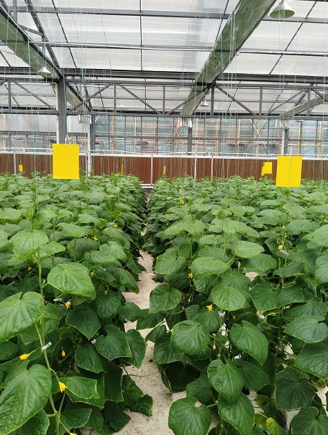 理工女劉超 不用農藥化肥,將工廠化養魚和蔬菜無土栽培技術相結合的魚菜共生