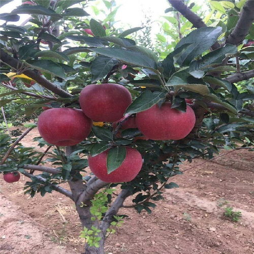亳州蘋果樹苗種植基地