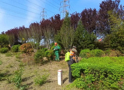 韓城 植綠護綠 扮靚交通干線 圖