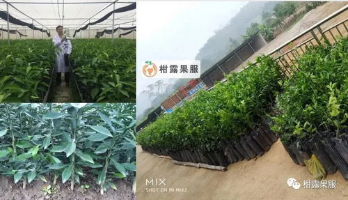 投資180萬種的沃柑,2年多時間居然成這樣 到底哪個環節出錯了