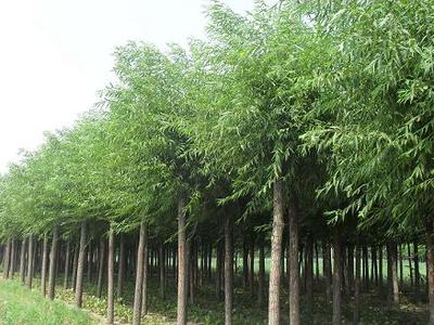 河北金葉復葉槭 金葉復葉槭種植 金葉復葉槭批發