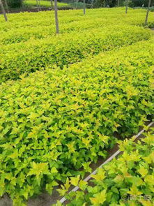 開原市東北苗木種植專業合作社 熱賣促銷 阿土伯網