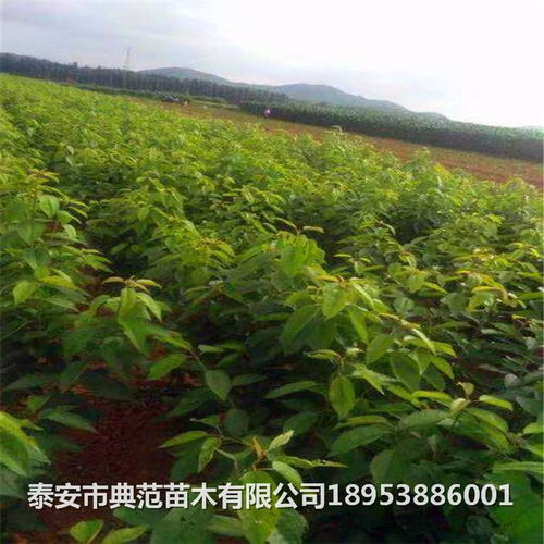 1年櫻桃樹苗多少錢一棵 櫻桃樹苗品種介紹