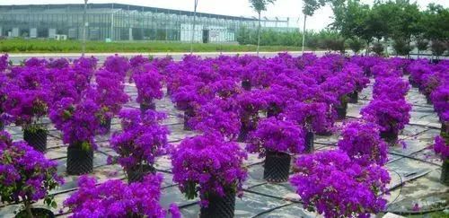容器苗,你的苗圃值得嘗試丨附 容器苗種植技術(shù)大匯總