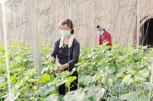 堯都區(qū)吳村鎮(zhèn) 積極組織生產(chǎn) 保障市場供應(yīng)