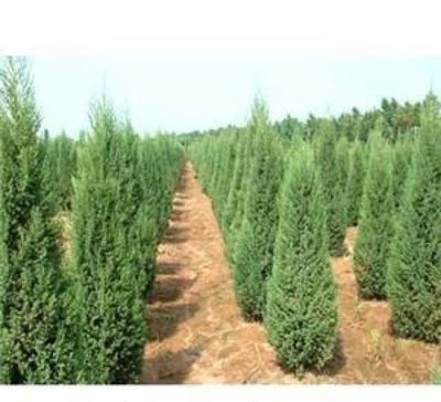 大連綠化苗木苗圃聯(lián)系方式