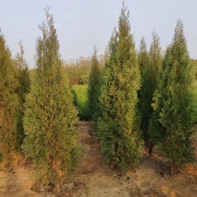 鄭州7公分側(cè)柏苗木哪里有售