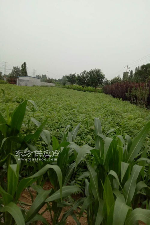 香椿苗基地直銷(xiāo) 香椿苗 泰山苗木 查看