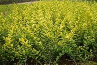 廣西金葉女貞種植直銷(xiāo)哪家好供應(yīng)商多少錢(qián)