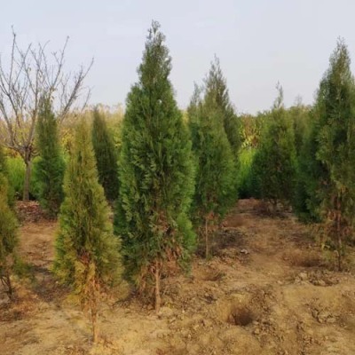 濟(jì)南30厘米側(cè)柏苗木批發(fā)基地