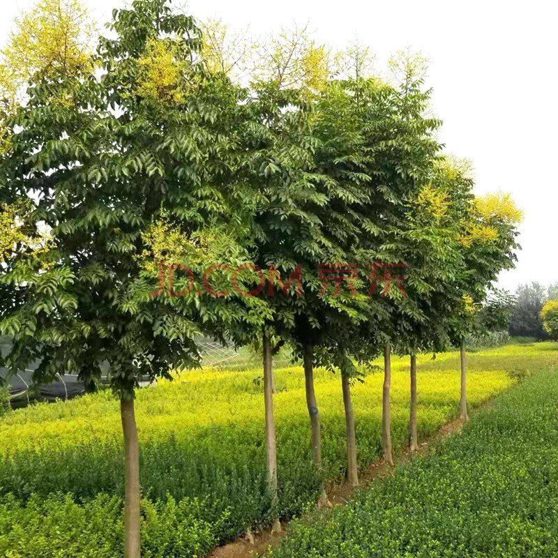 欒樹(shù)苗基地直銷(xiāo)庭院種植黃山欒綠化苗木行道樹(shù)北欒樹(shù)苗風(fēng)景樹(shù).
