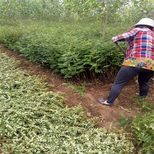 品種花椒苗多少錢(qián)一株 品種花椒苗批發(fā)價(jià)格