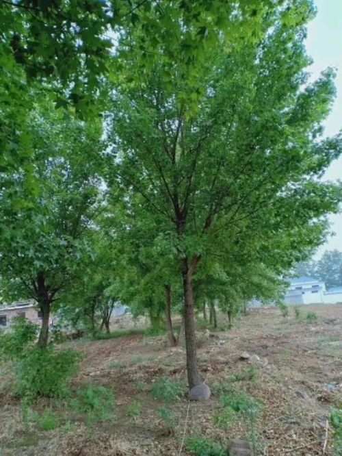 恭喜都市綠洲苗木研究基地入駐苗木通 質(zhì)量是企業(yè)的生命