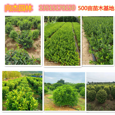 多分支大杯紅葉石楠高度50直徑20cm樹(shù)型優(yōu)美長(zhǎng)期銷(xiāo)售向杰園林苗木種植基地