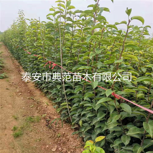 【梨樹(shù)苗銷(xiāo)售公司、梨樹(shù)苗種植區(qū)域】- 
