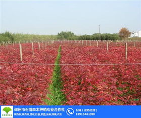 保定銀杏樹(shù) 邳州石博苗木種植基地 出售實(shí)生銀杏樹(shù)