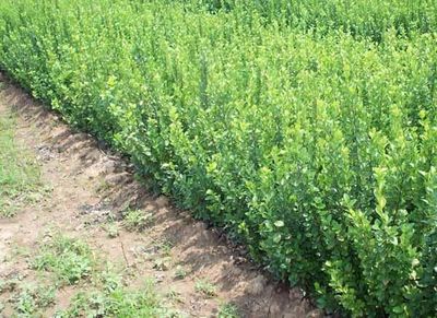 供應建霖花卉苗木種植衛矛,銷售到河北、煙臺、青島北京等地-青州市建霖花卉苗木基地