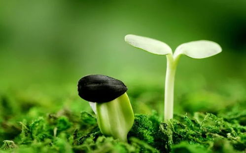 美好與創意的相遇,思維與智慧的碰撞 經小教師思維導圖大展示 一