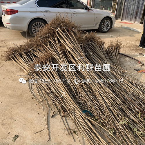 【俄八櫻桃樹苗價格、俄八櫻桃樹苗基地及報價】- 