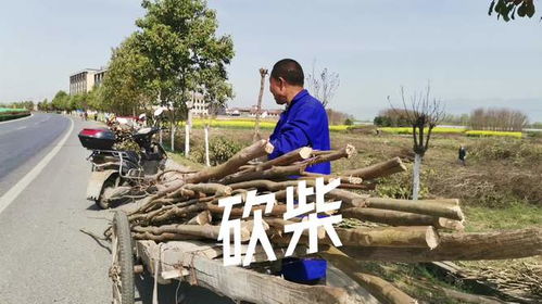 種植了十多年的花卉苗木為何砍掉 漢中大叔偶遇砍樹燒柴,太可惜