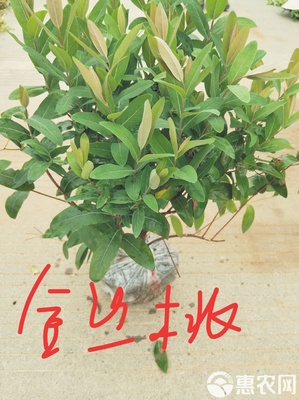 八角金盤