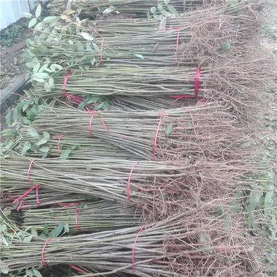 1公分粗紅油香椿苗、種植技術椿芽樹苗