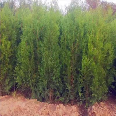 苗木批發-扁柏樹苗基地-綠化苗木自產自銷