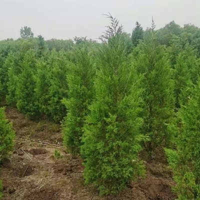 種植基地出售株高1.5米塔柏 景區園林栽種綠化樹 道路風景塔柏樹