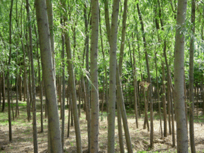河北柳樹苗木種植 基地 銷售 價格