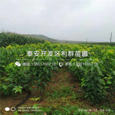 山東莫利櫻桃苗 山東莫利櫻桃苗價格及報價