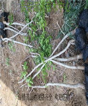 【1年的大果山楂苗求購山楂苗諾誠】-
