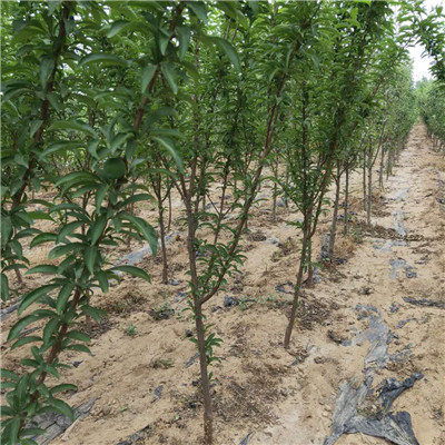 四川 秋姬李子苗小苗種植技術