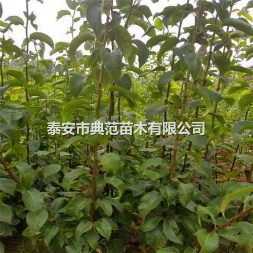 秋月梨樹苗批發 秋月梨苗種植基地
