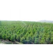 連城綠化苗木合作社