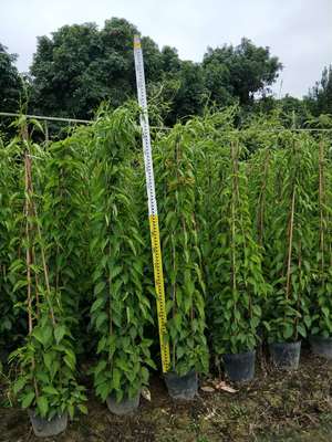 炮仗花 黃鱔藤 鞭炮花 炮仗花價格