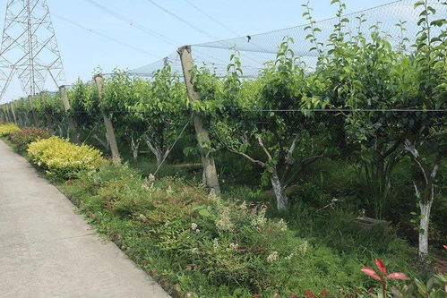 恭喜 這6家種植基地被評為省級樣板