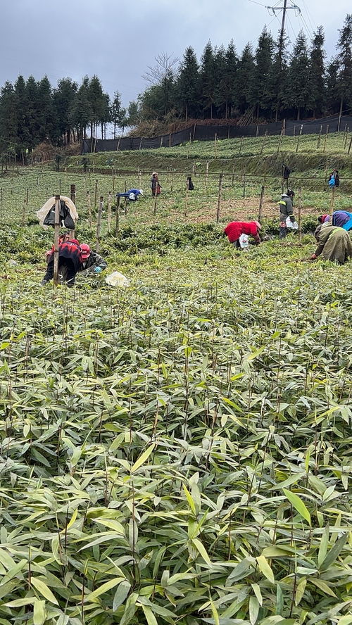 記錄我的種植生活 抖音助農 三農 苗木供應 現挖現發