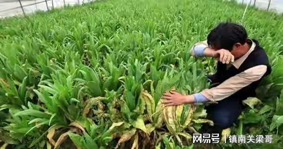 說農民苦是歪曲事實 博眼球 農民過得好不好,到底是誰說了算