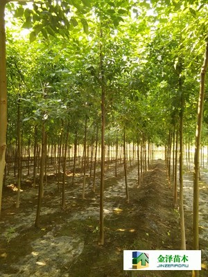 遼寧白蠟山西白蠟山東白蠟_河北保定博野金澤綠化苗木基地_商國互聯網