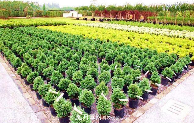 北方園林需求旺盛分享大規格容器苗木培育技術以及管理方法