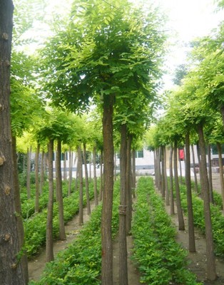 濟寧種植基地批發銷售女貞綠化苗木
