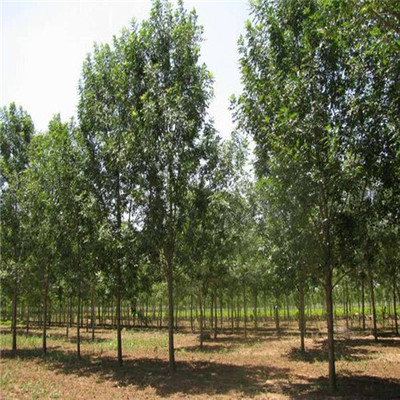 苗木種植- 苗木銷售 -濟寧市任城區群林苗木種植基地