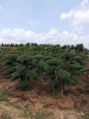京山對節白蠟樹苗 湖北對節白蠟造型小苗價格